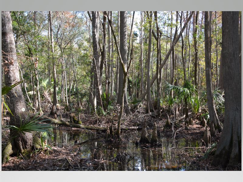 56 Acre Hunting/Recreational : Cedar Key : Levy County : Florida