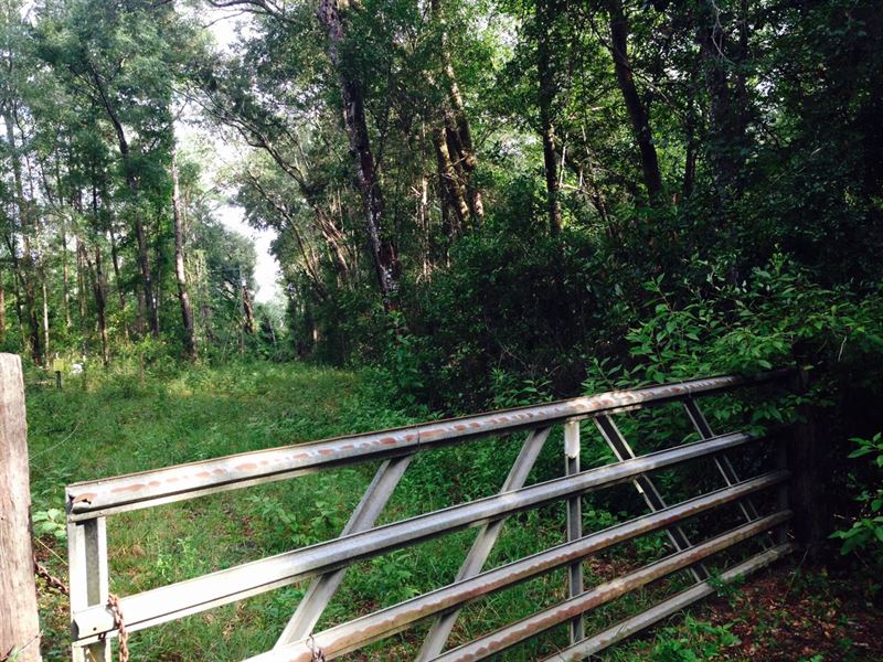 Prime Hunting Property for Sale : Lamont : Jefferson County : Florida