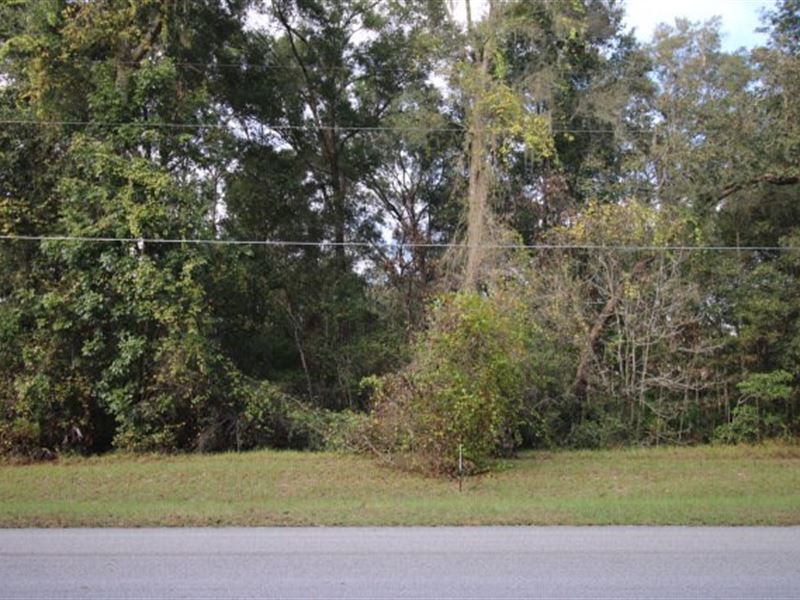 Beautiful Build-Able Home Lot : Trenton : Gilchrist County : Florida
