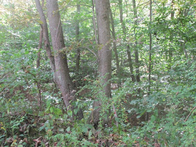 Western MD Land For Sale Land for Sale in Flintstone, Allegany County