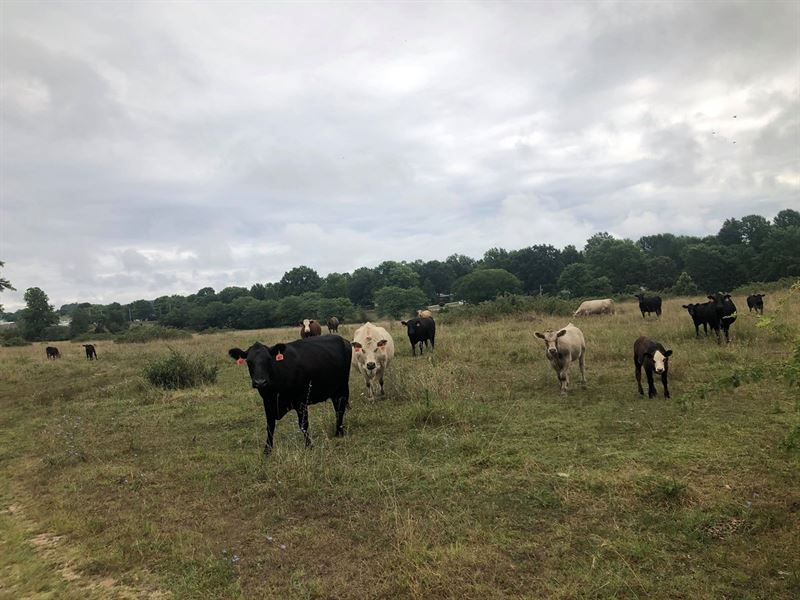 Nice Acreage in Ava MO : Ava : Douglas County : Missouri
