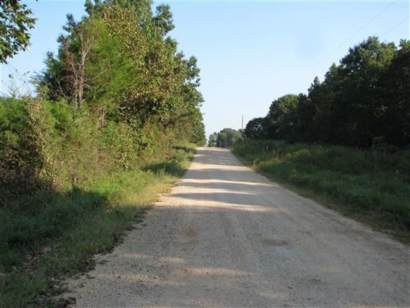 Southern Missouri Land Birch Tree : Birch Tree : Shannon County : Missouri