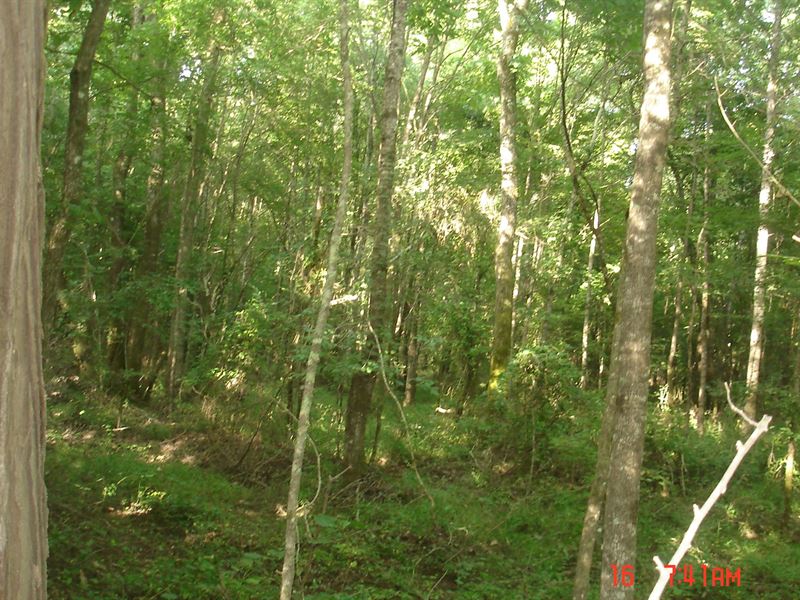 40 Acres in Choctaw County, MS : Ackerman : Choctaw County : Mississippi