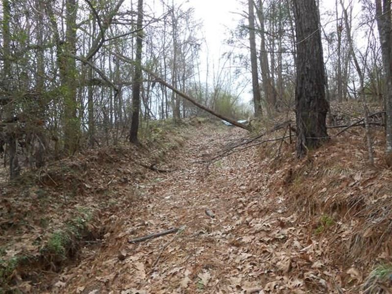 Hunting Land Jefferson County : Fayette : Jefferson County : Mississippi