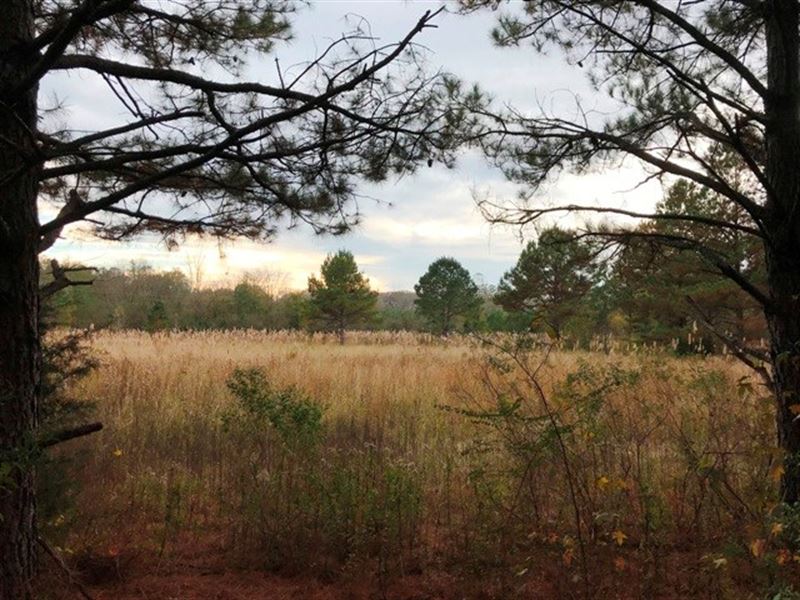 40+ Acres for Sale in Clay County : Pheba : Clay County : Mississippi