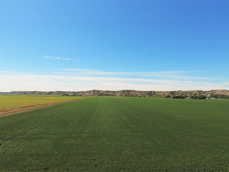 Irrigated Farm Land Fairview : Fairview : Richland County : Montana