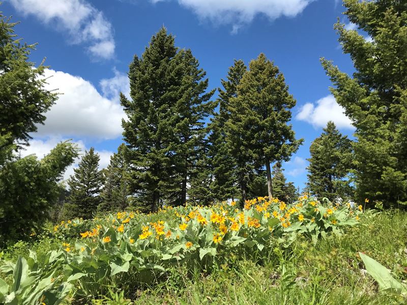 Hunting Land for Sale : Drummond : Granite County : Montana