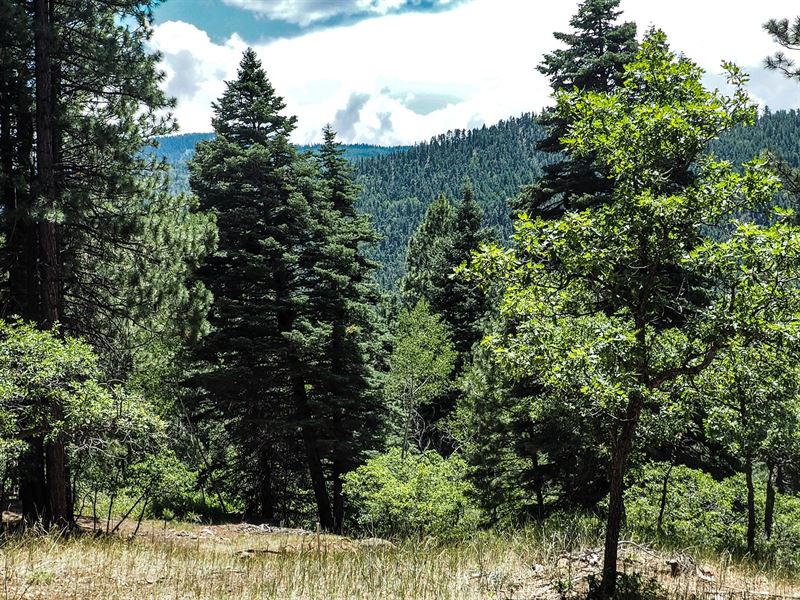 Chama NM Mountain Land Acreage : Chama : Rio Arriba County : New Mexico