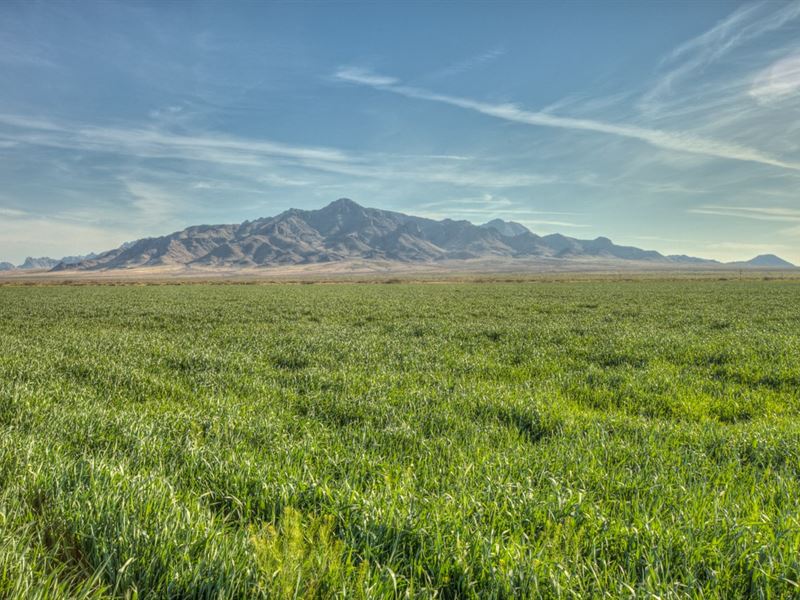 Large Drip Irrigated Farm Southern : Deming : Luna County : New Mexico