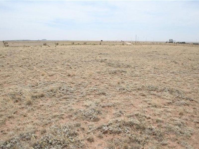 Grass Land Grazing Building Your : Estancia : Torrance County : New Mexico