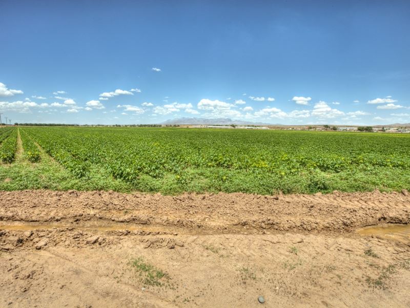 Farm, Rio Grande Valley, Nm, Great : Mesquite : Dona Ana County : New Mexico