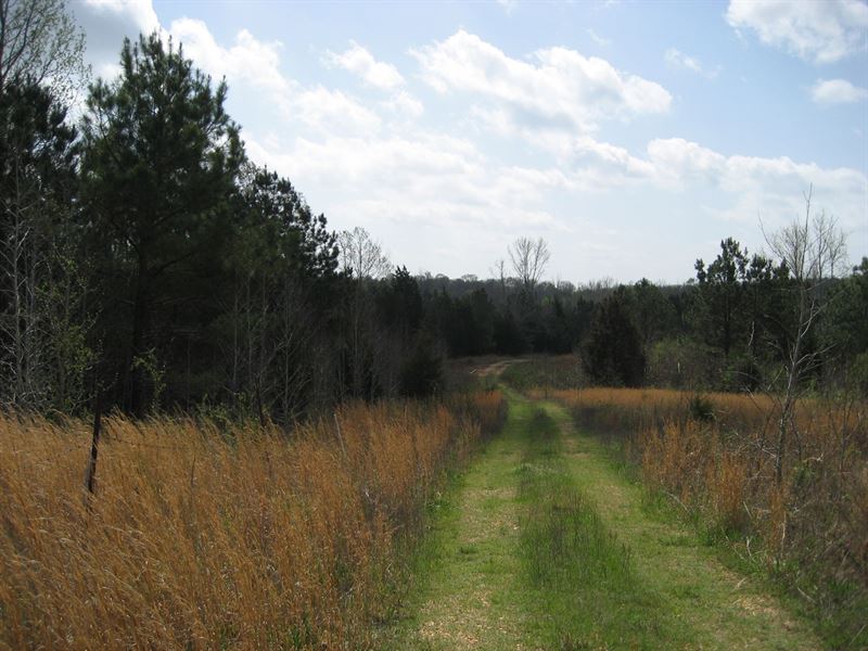 Large Acreage TN Land Creek : Adamsville : McNairy County : Tennessee