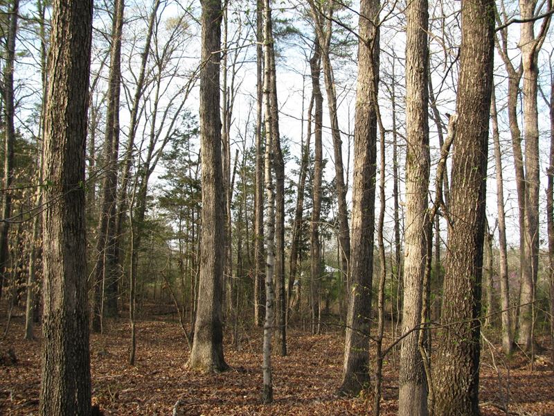 Wooded Land Hardin County, TN : Land for Sale in Clifton ...