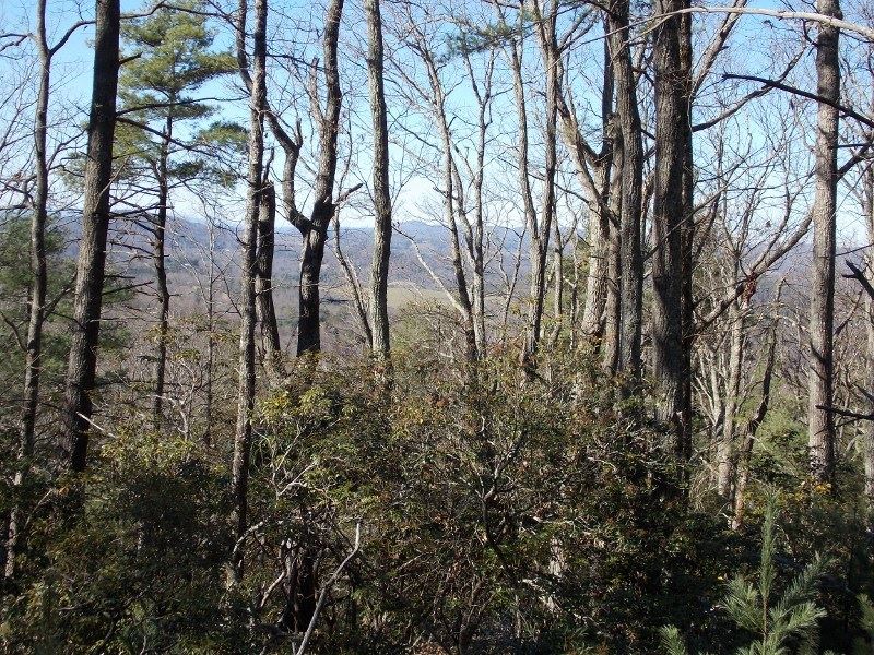Wooded Building Lot Private Setting : Floyd : Floyd County : Virginia