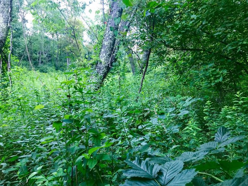 Golf Course Land Laurel Fork VA : Laurel Fork : Carroll County : Virginia