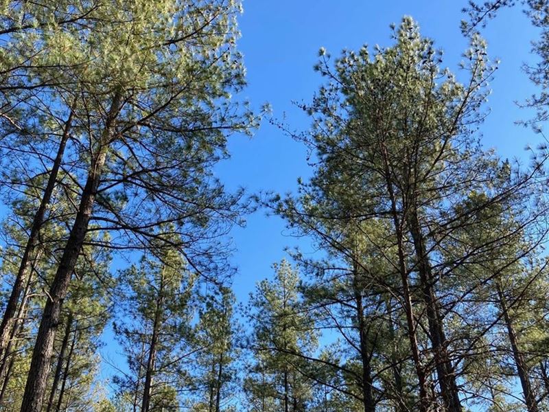 168 Acres in Nelson County, VA : Wingina : Nelson County : Virginia