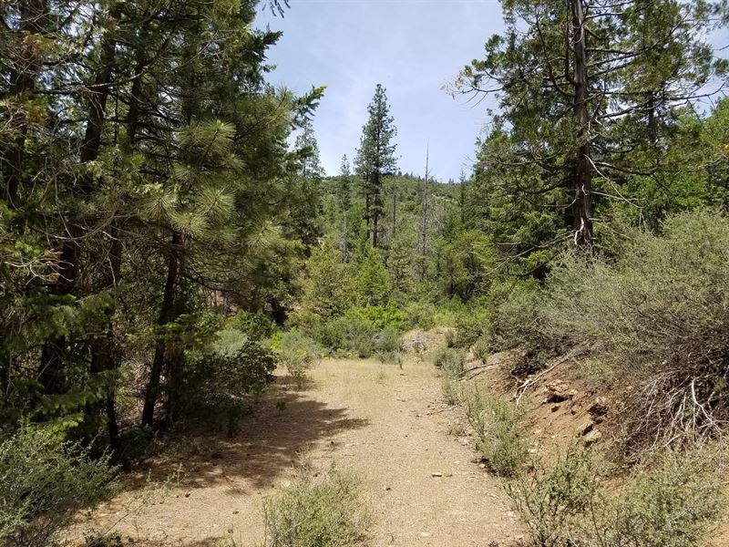Private Yreka Timberland for Sale : Fort Jones : Siskiyou County : California