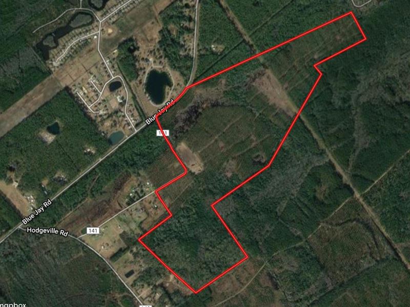 Wooded Acreage Effingham County, GA : Springfield : Effingham County : Georgia