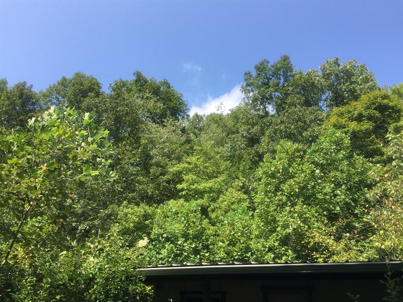 47 Acres Mostly Wooded Green River : Columbia : Adair County : Kentucky