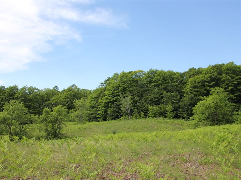 Vacant Land, 120 Acres Elmira : Elmira : Antrim County : Michigan