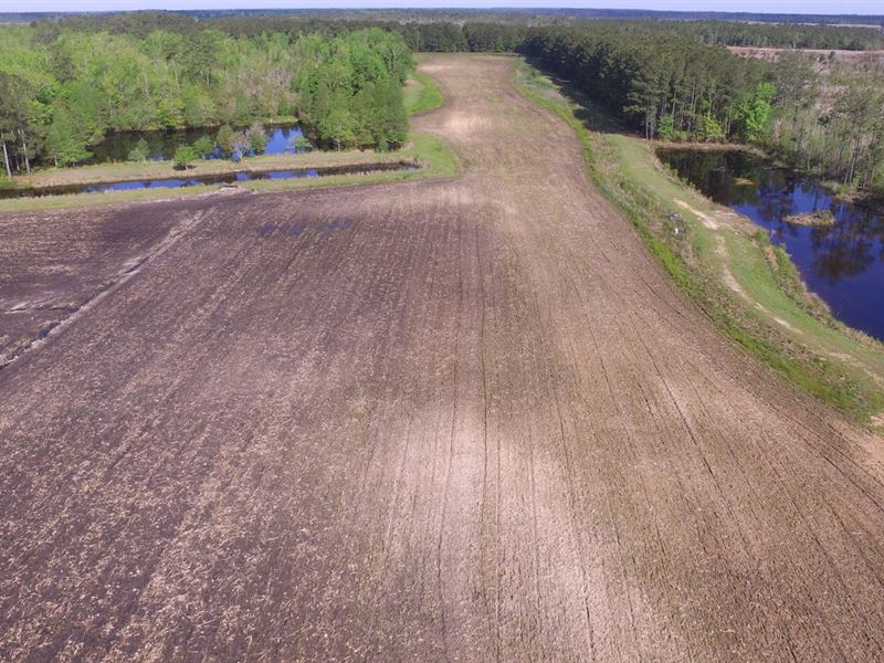 Hunting Tract Belhaven, NC / Duck : Belhaven : Beaufort County : North Carolina