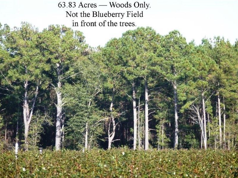 Timber Tract, Bull St, Garland : Garland : Bladen County : North Carolina
