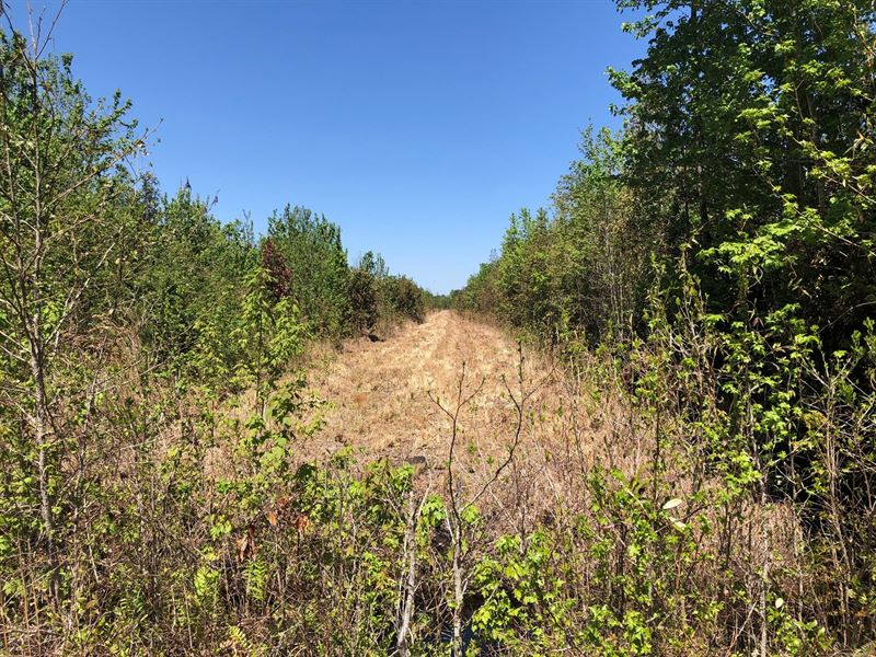 Timber Tract, Pamlico Co., NC : Merritt : Pamlico County : North Carolina