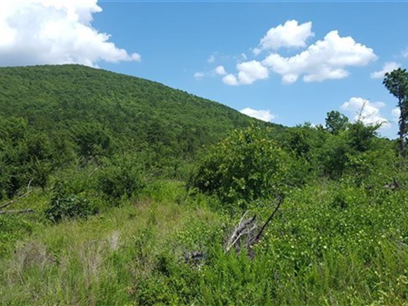 80 Acre Timber Investment Hunting : Poteau : Le Flore County : Oklahoma