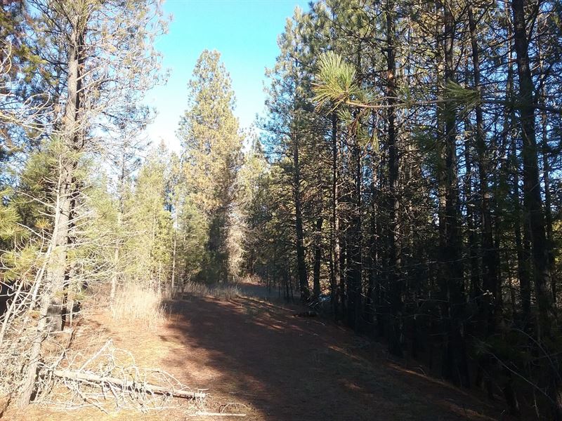 Land Stevens County, WA : Loon Lake : Stevens County : Washington