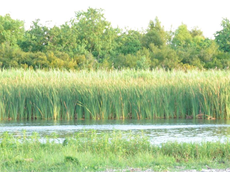 Prime Fishing & Quail Hunting : Orleans : Orleans Parish : Louisiana