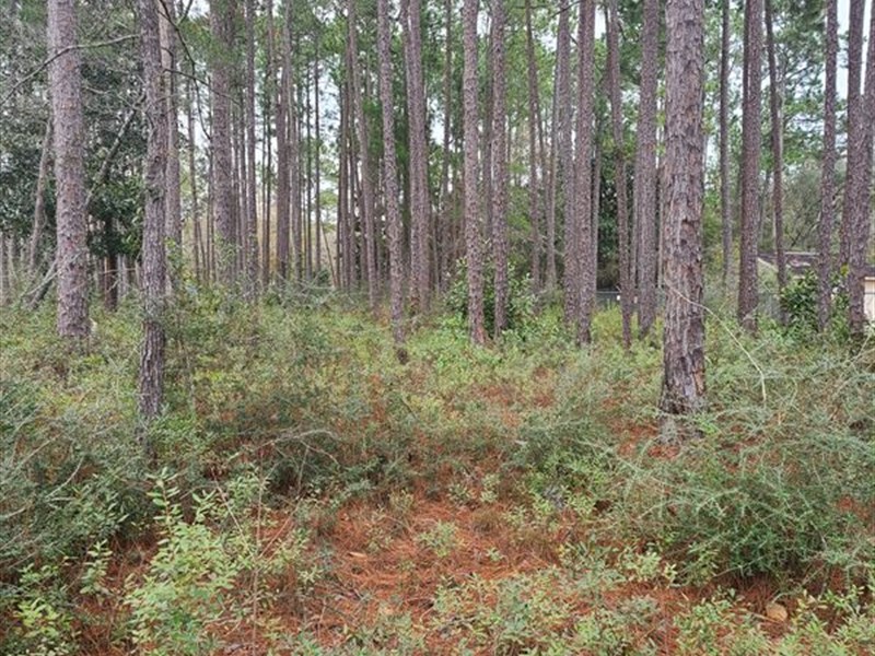 202 Acres Of Great Hunting : Florala : Covington County : Alabama