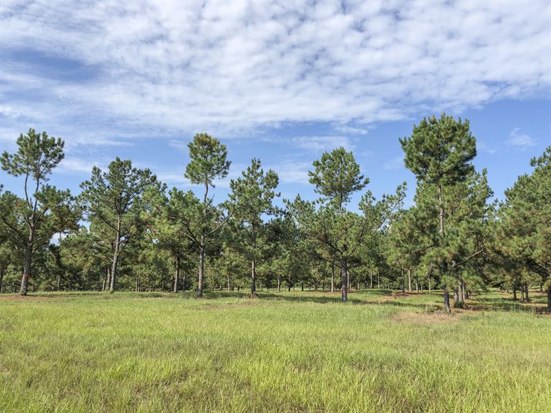 102 Ac Timber Rd 14 : Woodville : Tyler County : Texas