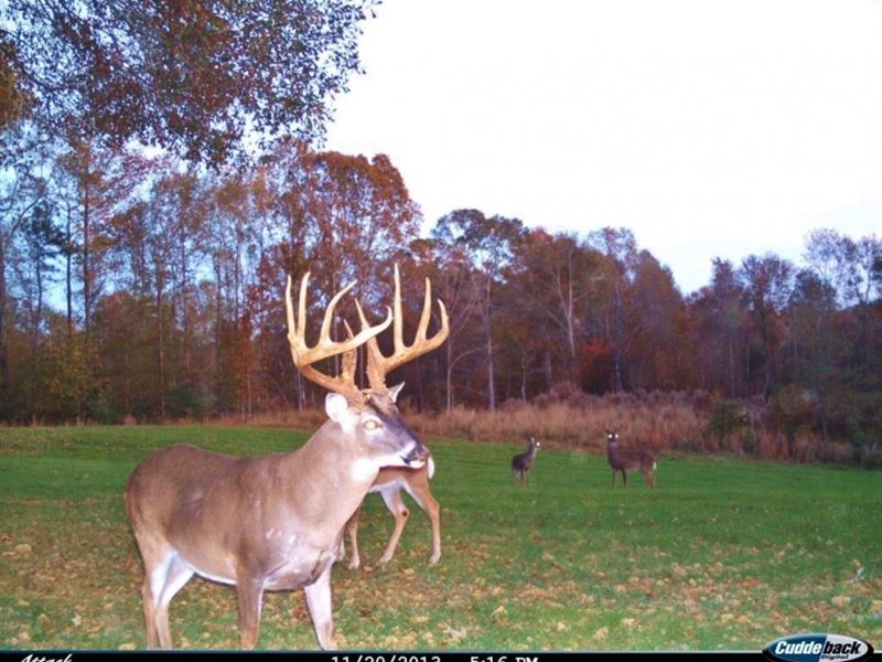 High Fence Hunting Ranch for Sale : Centreville : Wilkinson County : Mississippi