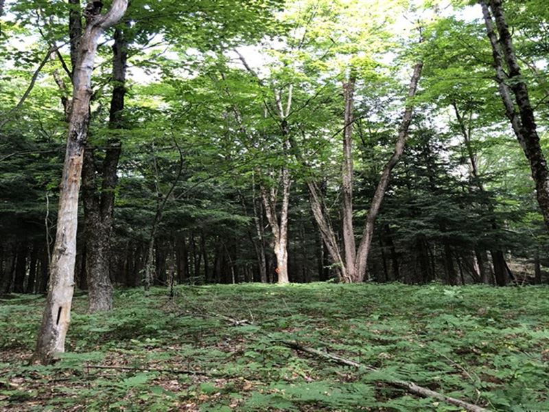 Florence Woods : Florence : Oneida County : New York