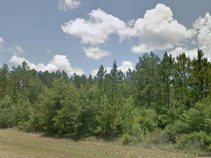 220.9 Acres Hunting Timber Land : Kountze : Hardin County : Texas
