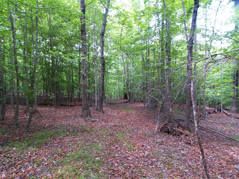 Beautiful Wooded Property : Barboursville : Albemarle County : Virginia