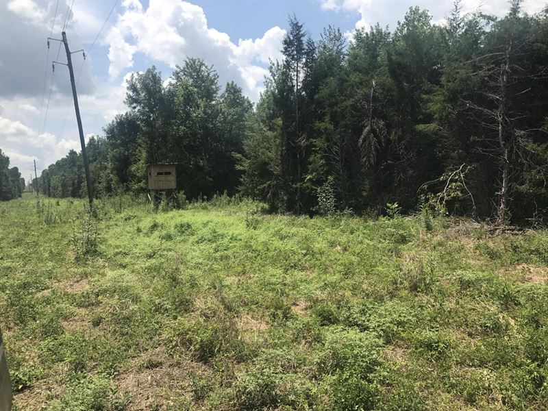 245 Acres Greene Co, AL Eutaw : Eutaw : Greene County : Alabama