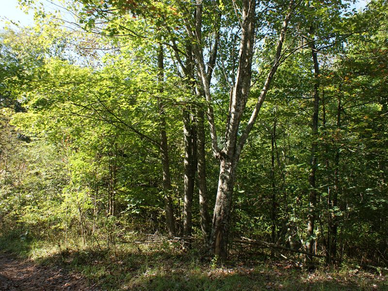 5.15 Acre Wooded Tract, Secluded : Galax : Carroll County : Virginia