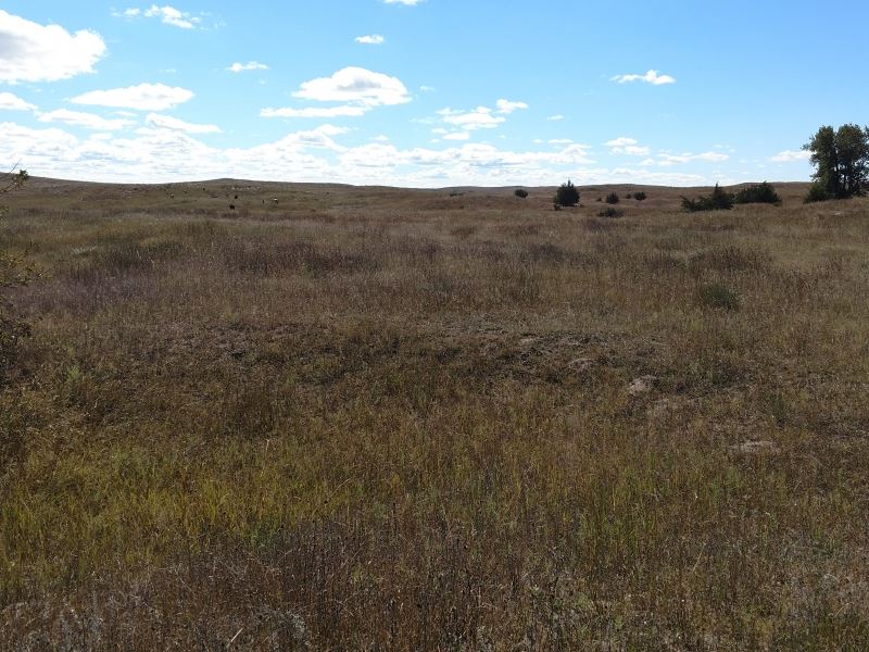 Birdwood Pasture, Sutherland Ne : Sutherland : McPherson County : Nebraska