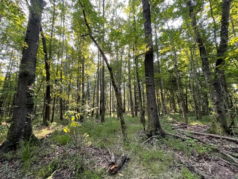 Deer, Ducks and Turkeys Galore : Tuskegee : Macon County : Alabama
