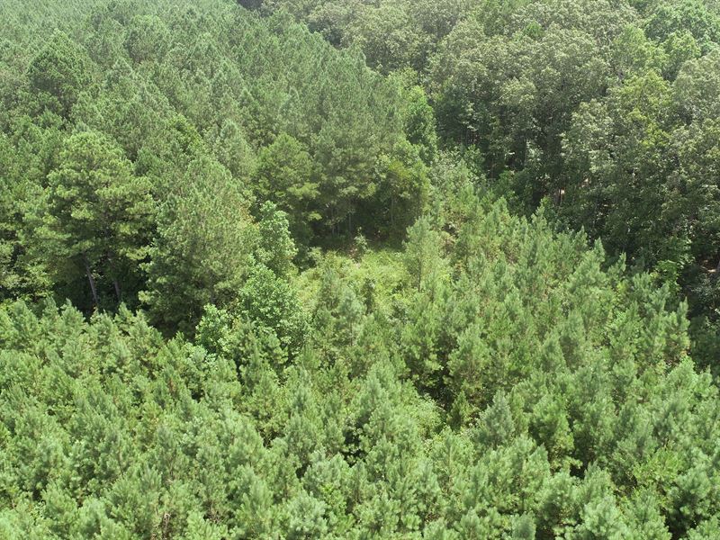Tishomingo Airport Tract : Iuka : Tishomingo County : Mississippi