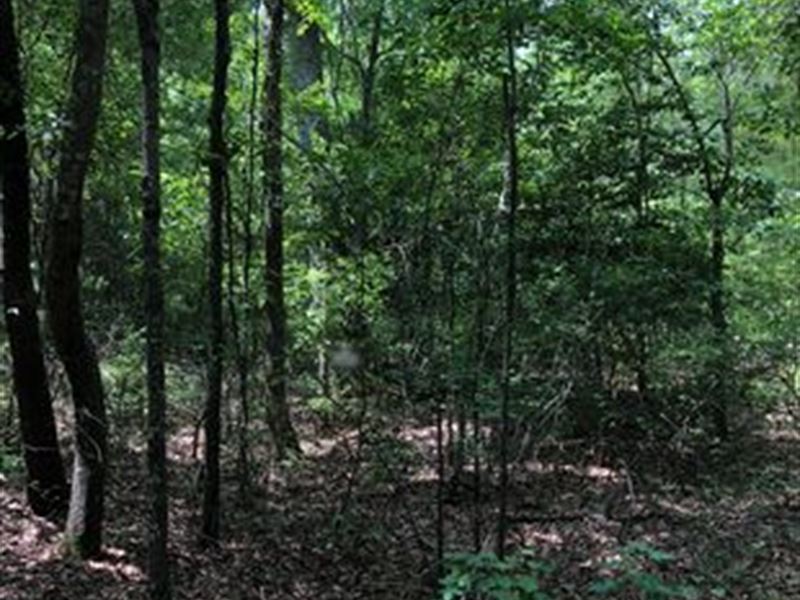 Beautiful Wooded Property : Saint Matthews : Calhoun County : South Carolina