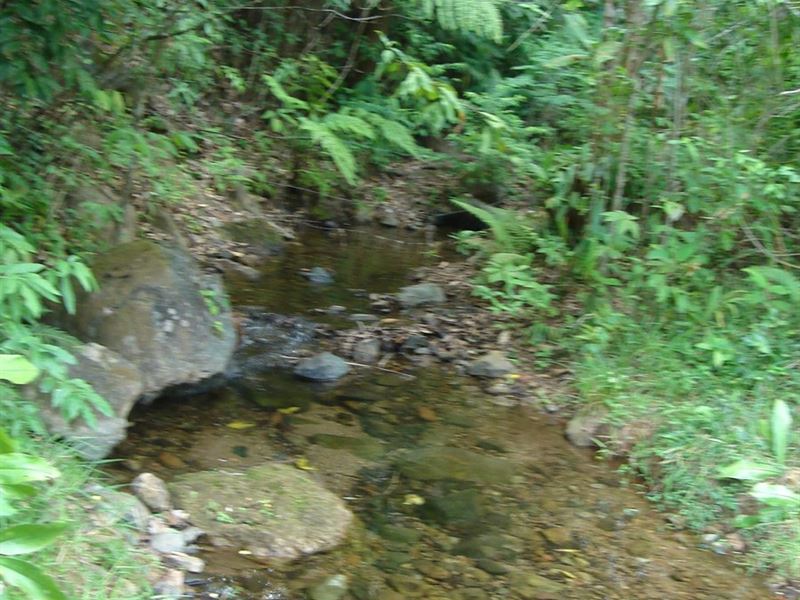83 Hectares Bajo Grande Mariato : Panama