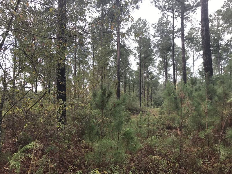 Friendship Development : Sylvania : Screven County : Georgia