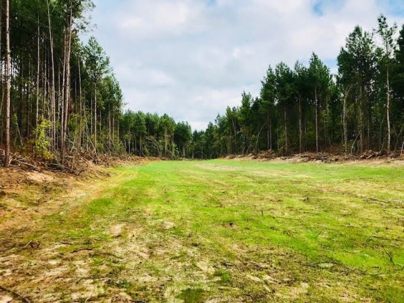 104 Acres Timberland for Sale Montg : Kilmichael : Montgomery County : Mississippi