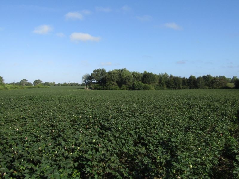 55 Acres in Pearl River County In : Lumberton : Pearl River County : Mississippi