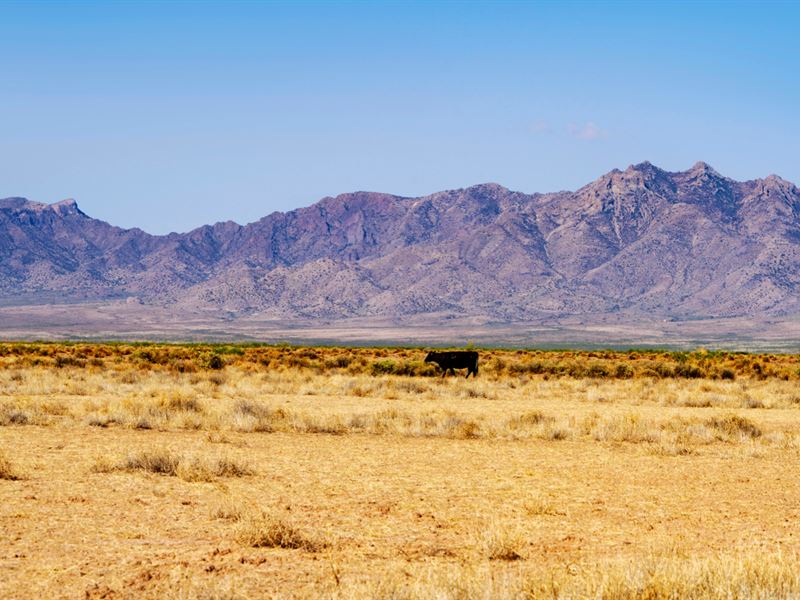 Road Frontage & Bordering Blm Land Land for Sale by Owner in Deming