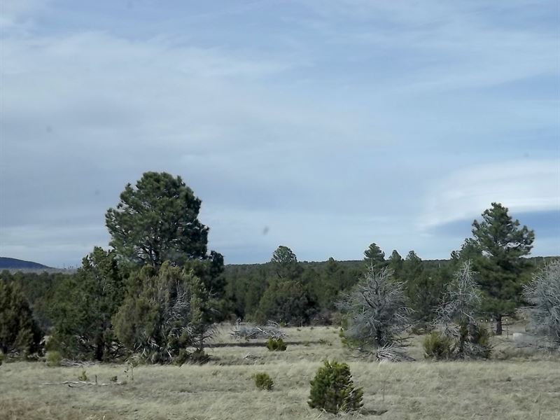 New Mexico Remote Secluded Wooded : Tijeras : Bernalillo County : New Mexico