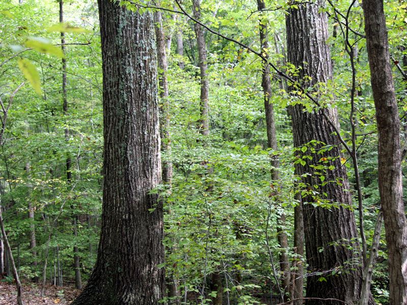 Dillard Tract : Lynchburg : Amherst County : Virginia