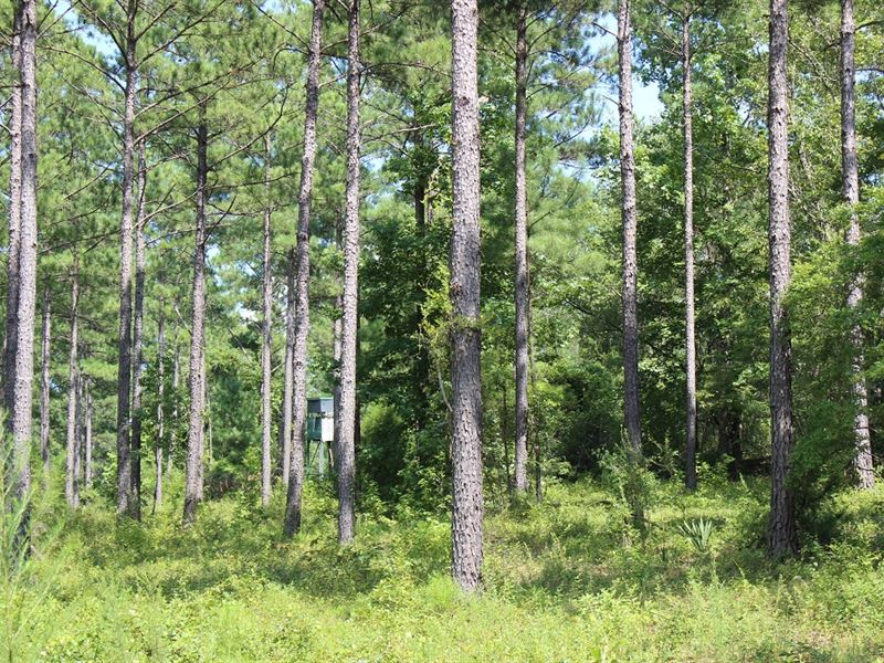 Hunting Tract with Good Timber : Butler : Taylor County : Georgia